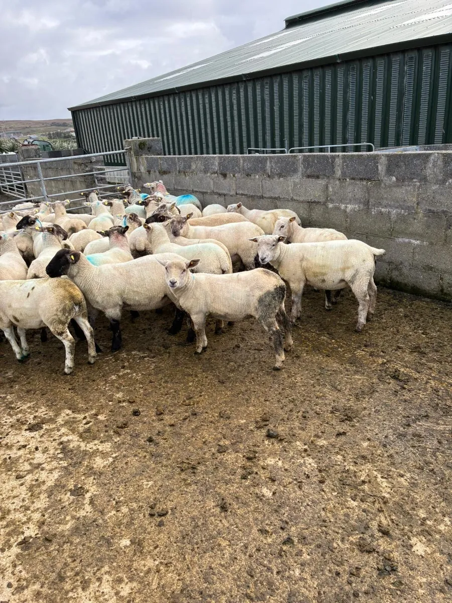 Ewe lambs - Image 1