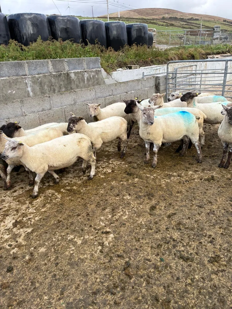 Ewe lambs - Image 2