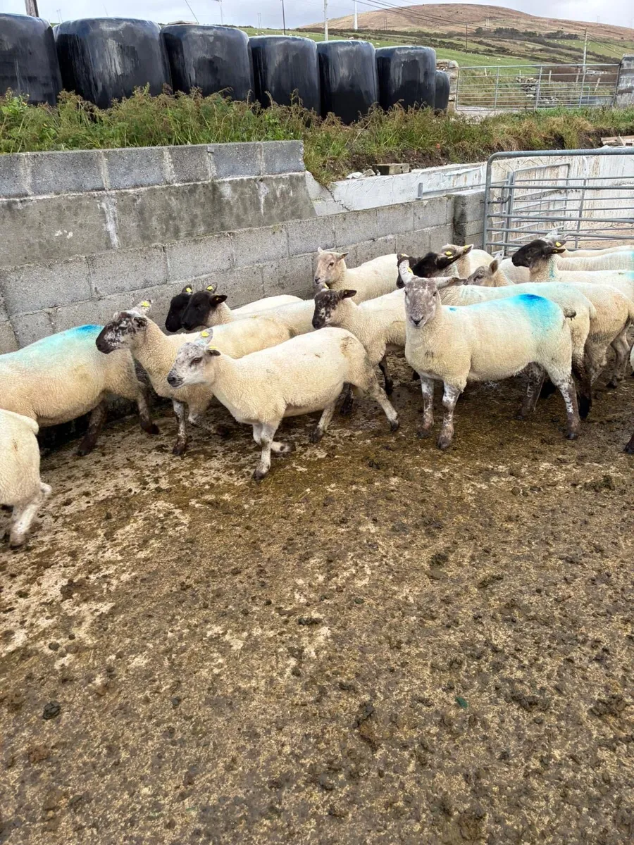 Ewe lambs - Image 3