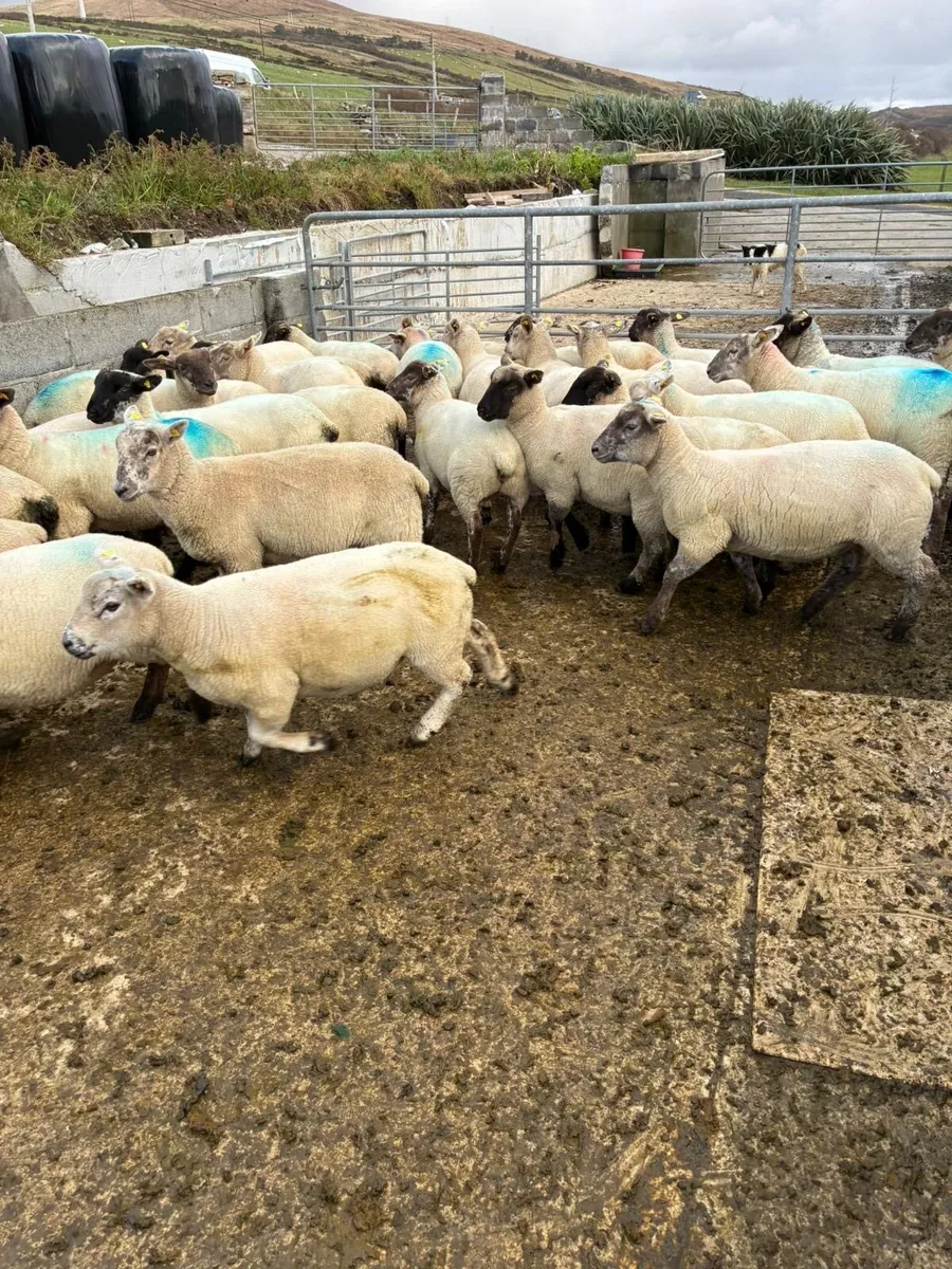 Ewe lambs - Image 4