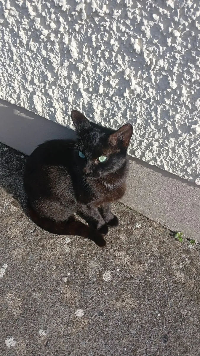 Kittens - Image 2