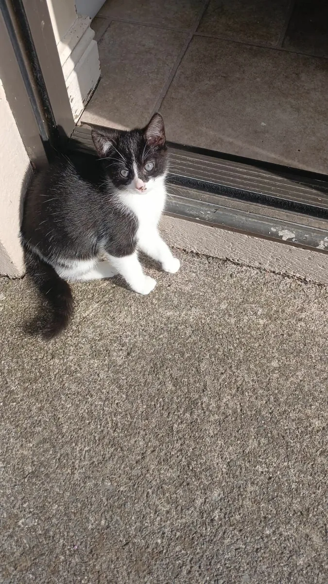 Kittens - Image 3
