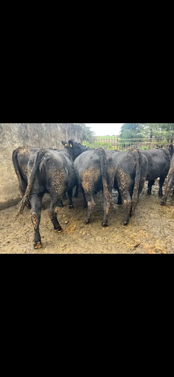 Angus and Hereford Heifers - Image 2