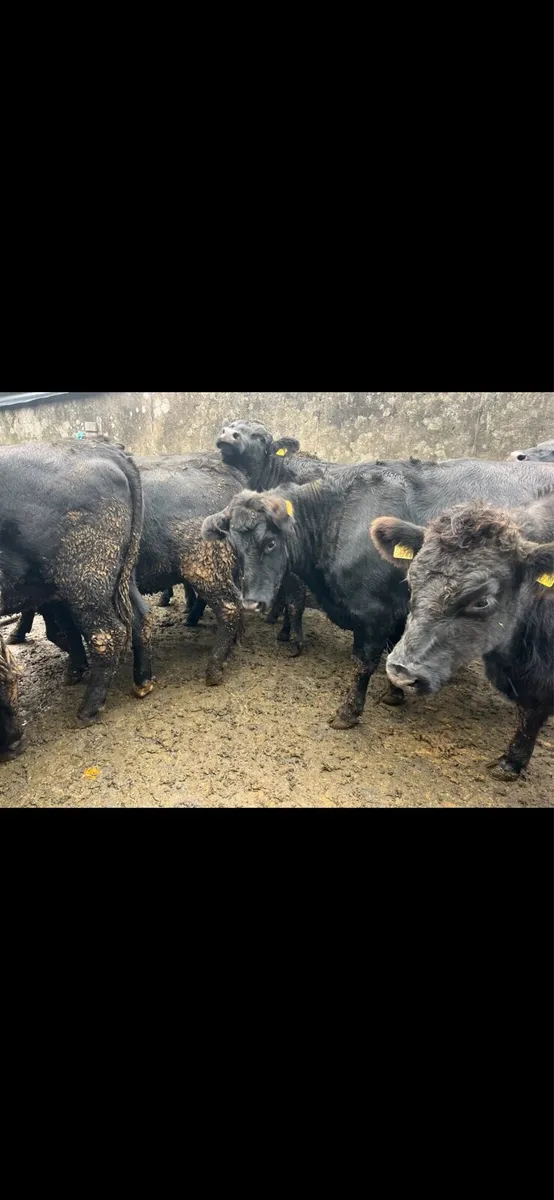 Angus and Hereford Heifers - Image 3