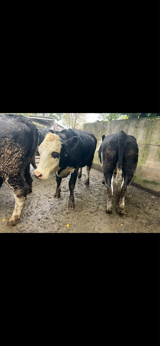 Angus and Hereford Heifers - Image 4