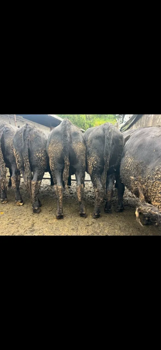 Angus and Hereford Heifers - Image 1
