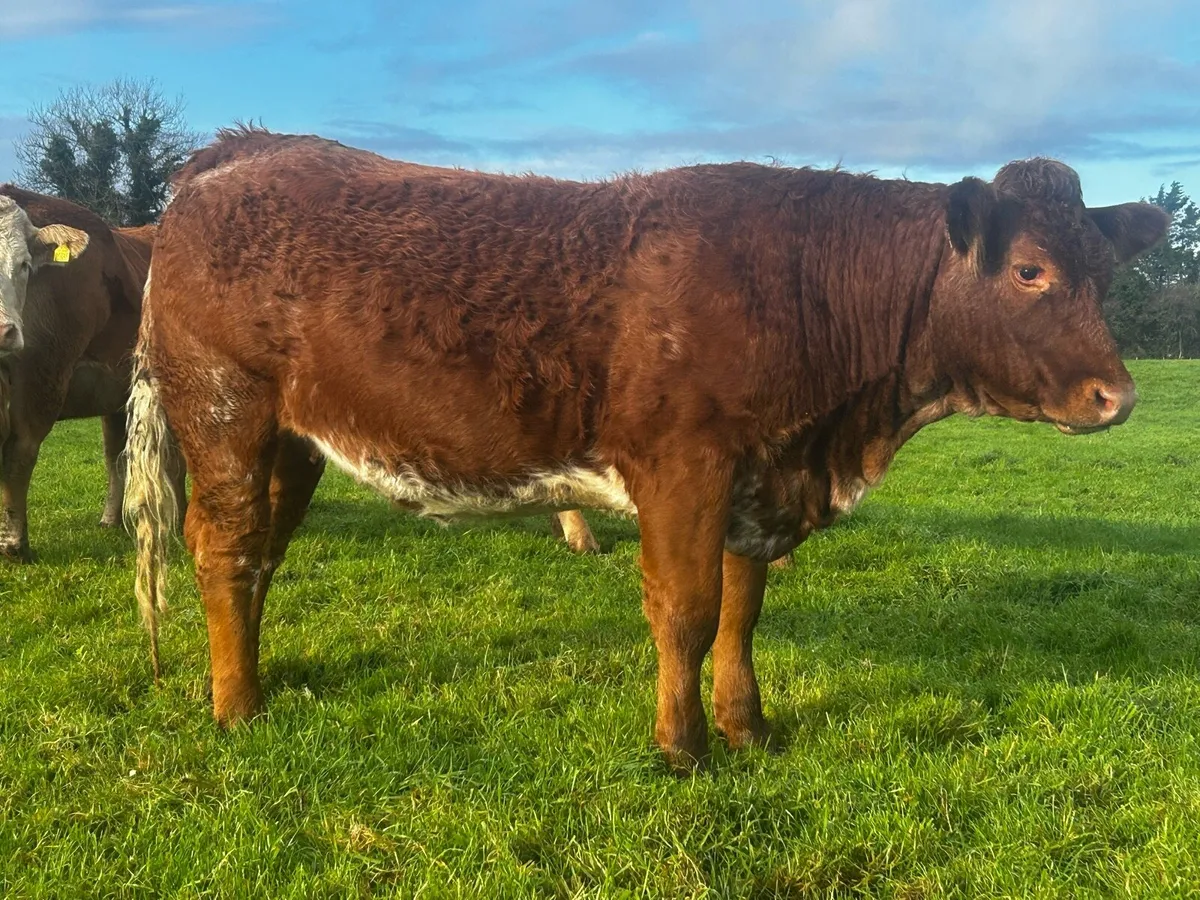 Roan In-Calf Heifer Scanned Carrying A Heifer Calf - Image 3