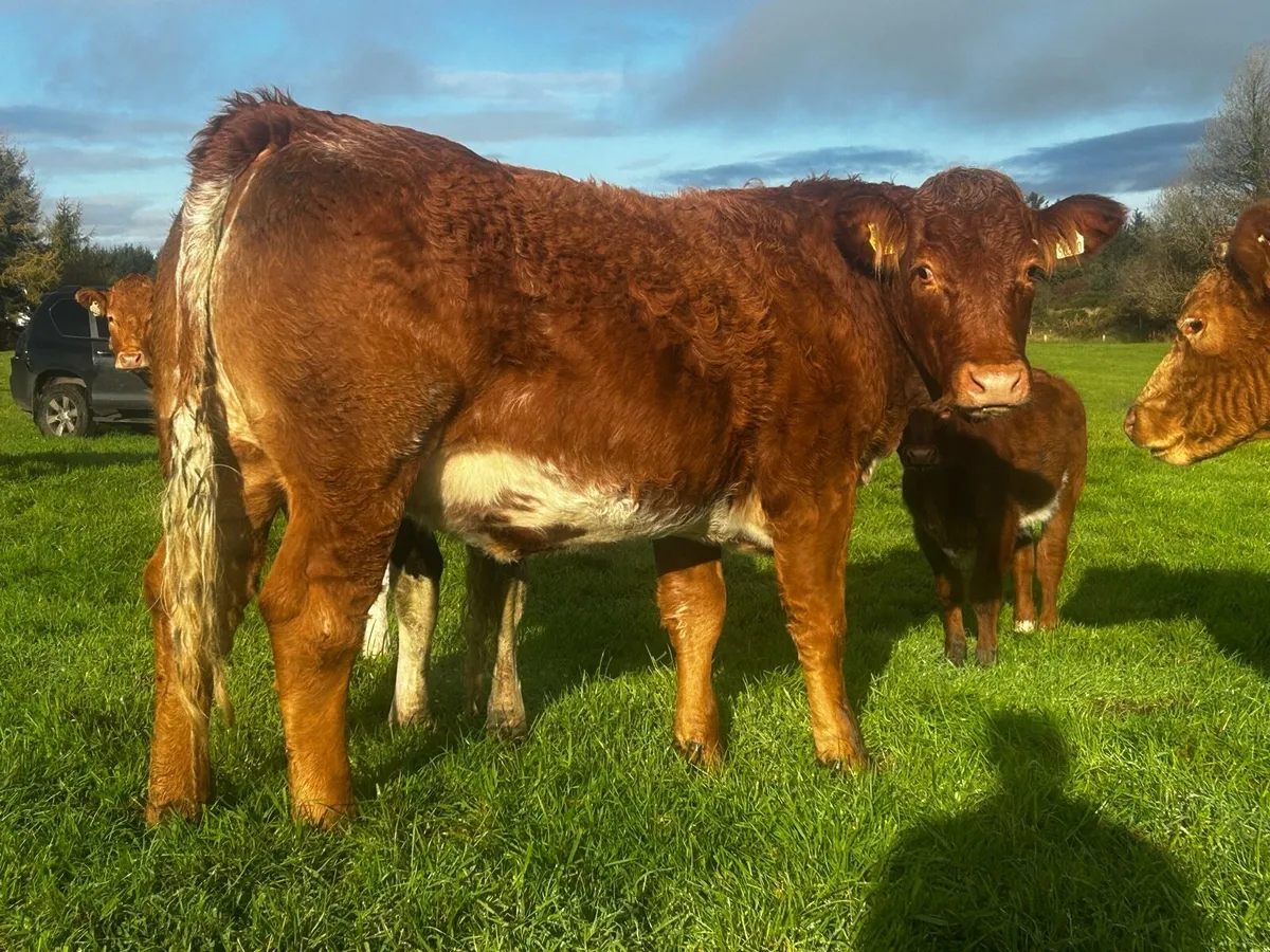 Roan In-Calf Heifer Scanned Carrying A Heifer Calf - Image 4