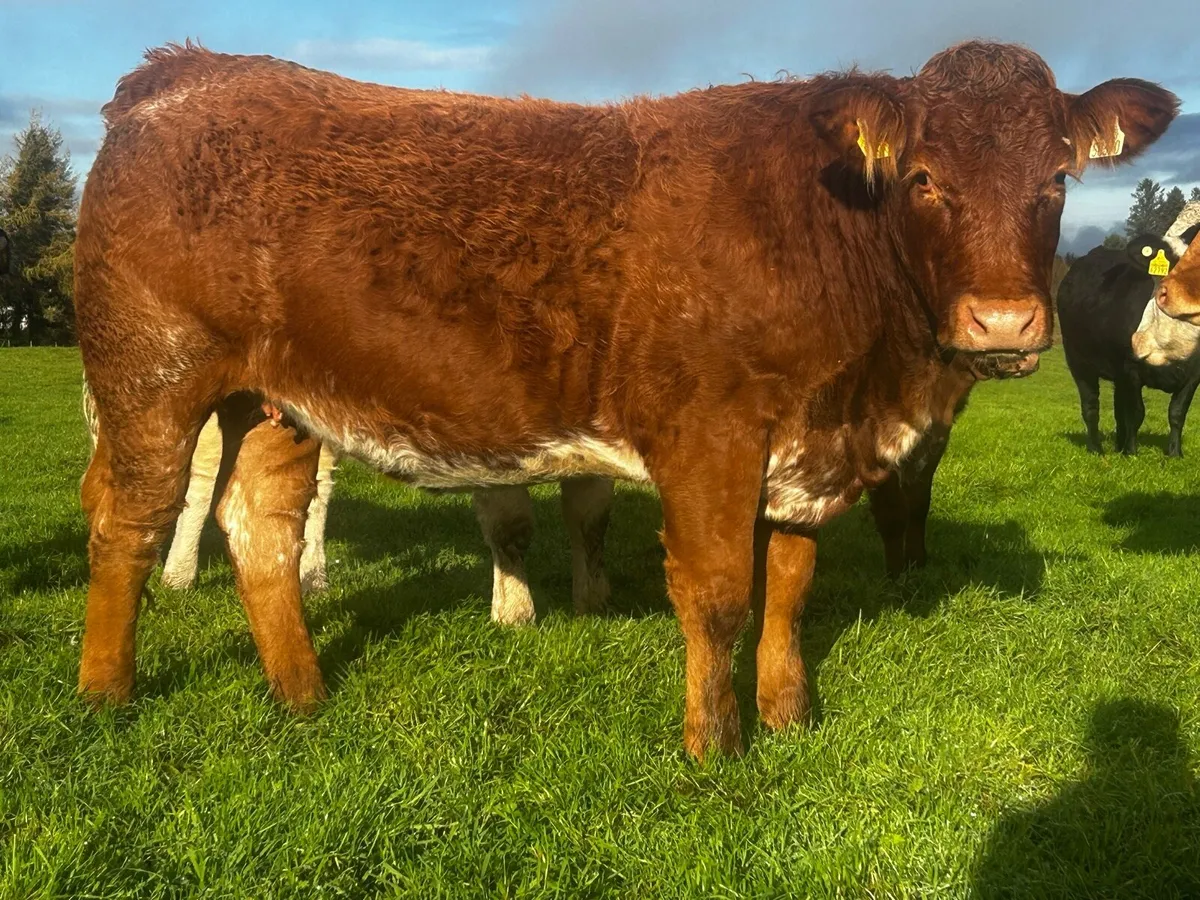 Roan In-Calf Heifer Scanned Carrying A Heifer Calf - Image 1