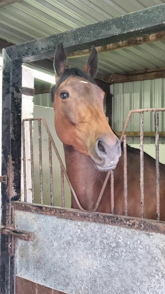 5YO Thoroughbred Mare or Sport Horse Mare - Image 3
