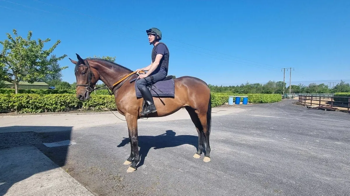 5YO Thoroughbred Mare or Sport Horse Mare - Image 1