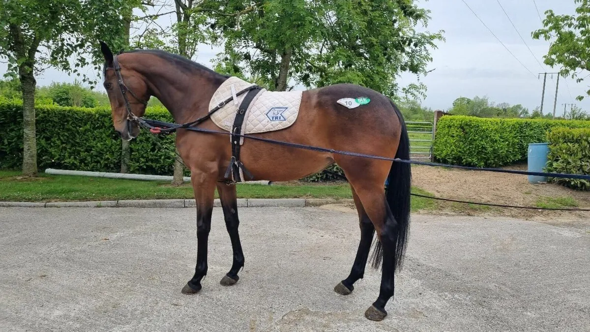 5YO Thoroughbred Mare or Sport Horse Mare - Image 4