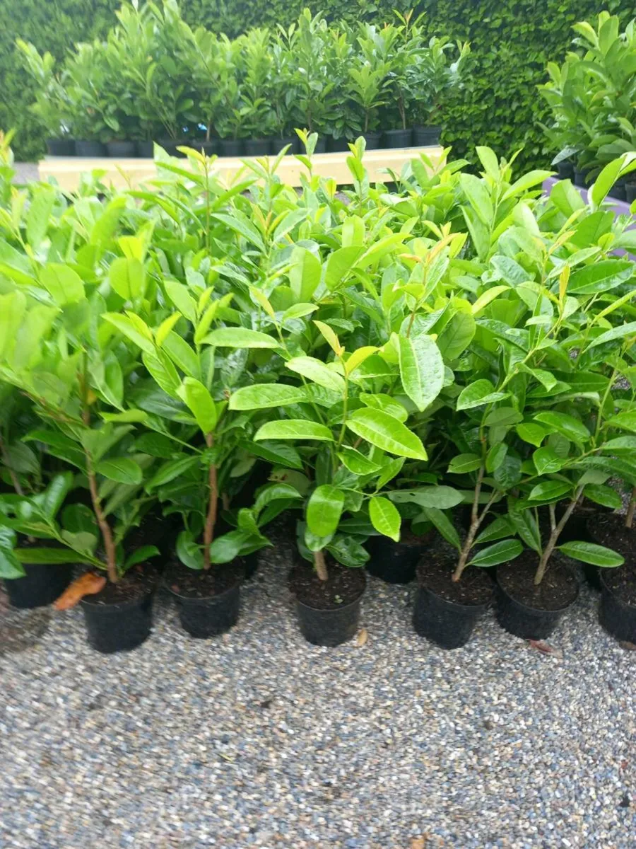 Hedging plants - Image 2