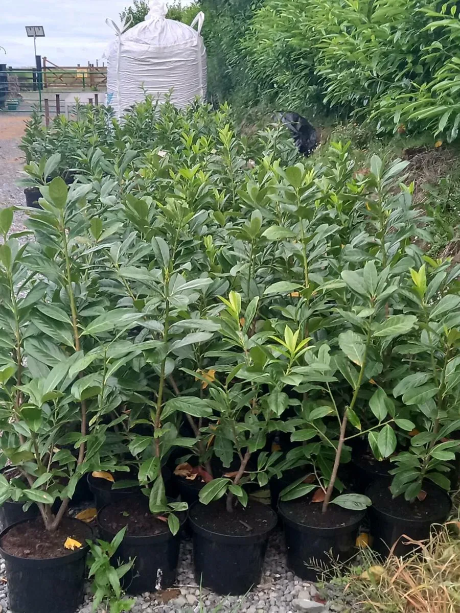 Hedging plants - Image 3