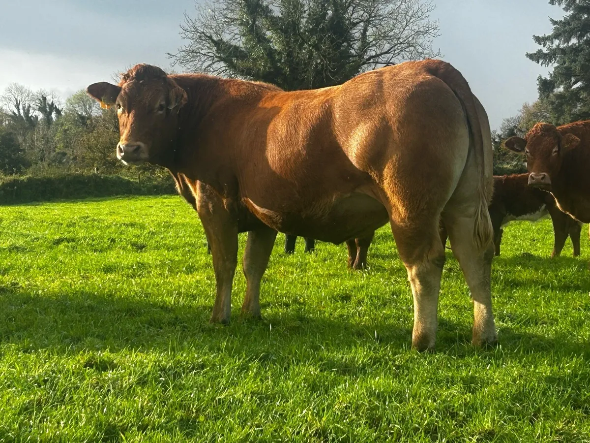 Super Red Limousin In-Calf Heifer - Image 1