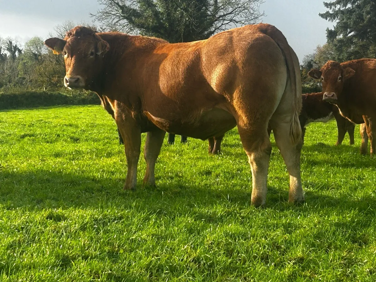 Super Red Limousin In-Calf Heifer - Image 2