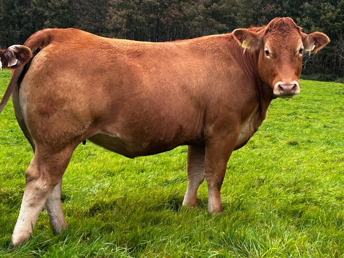 Super Red Limousin In-Calf Heifer - Image 3