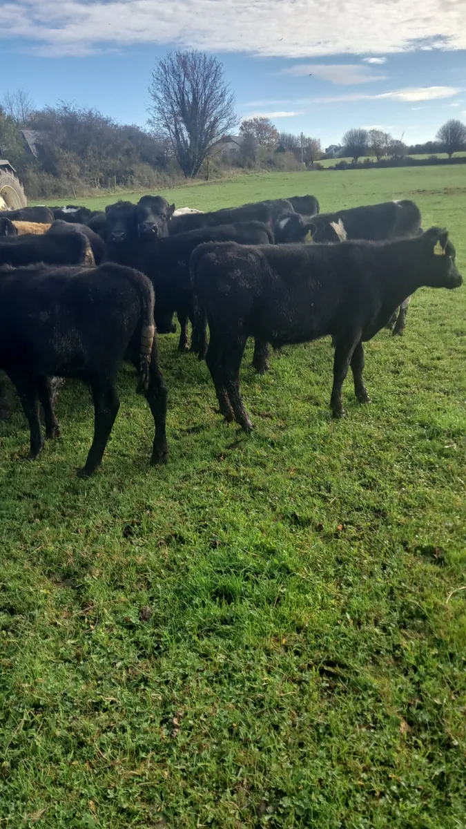 Weanlings - Image 2