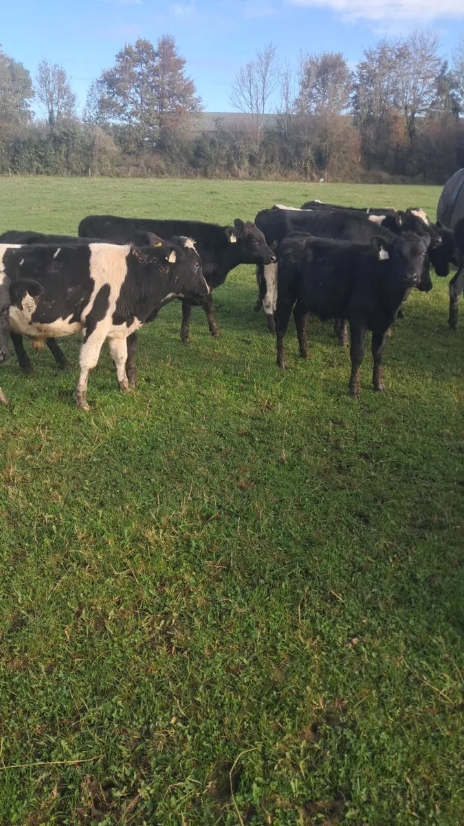 Weanlings - Image 3