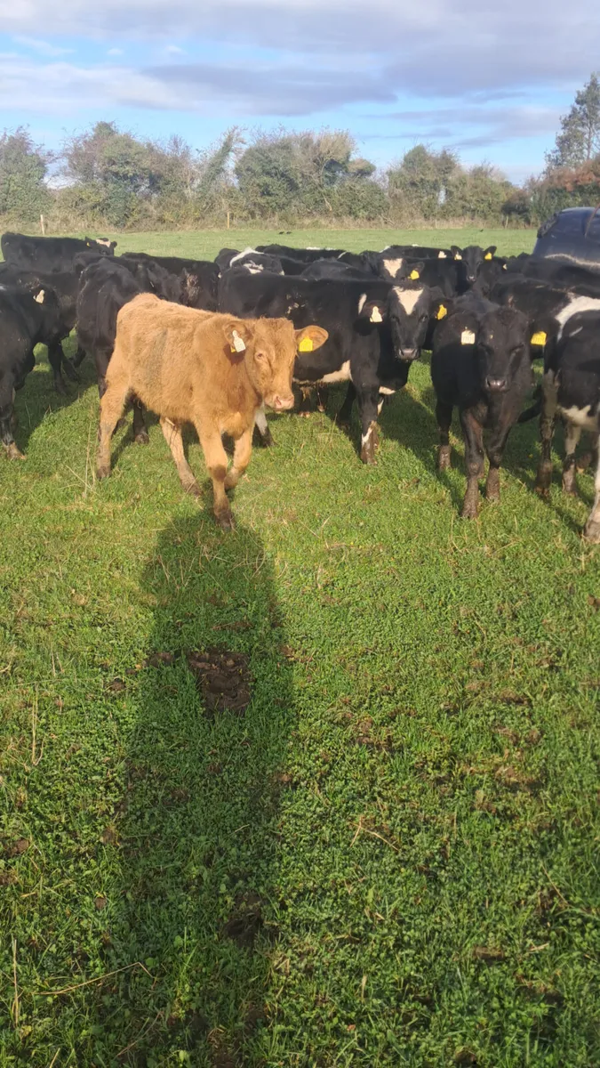 Weanlings - Image 1