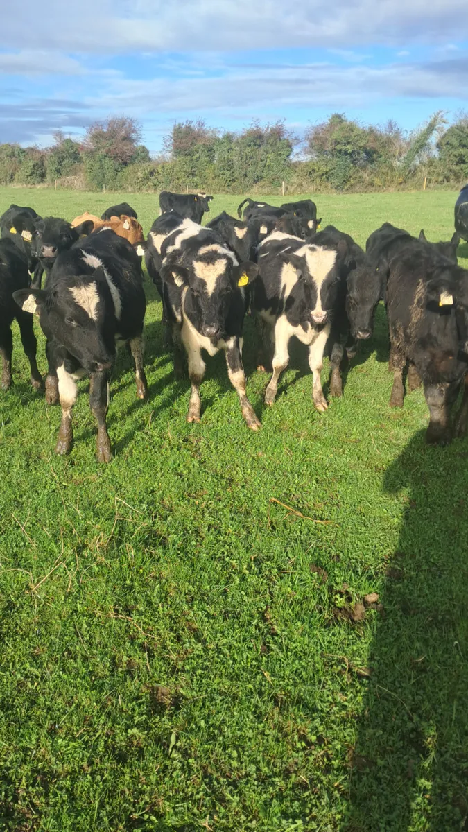 Weanlings - Image 4