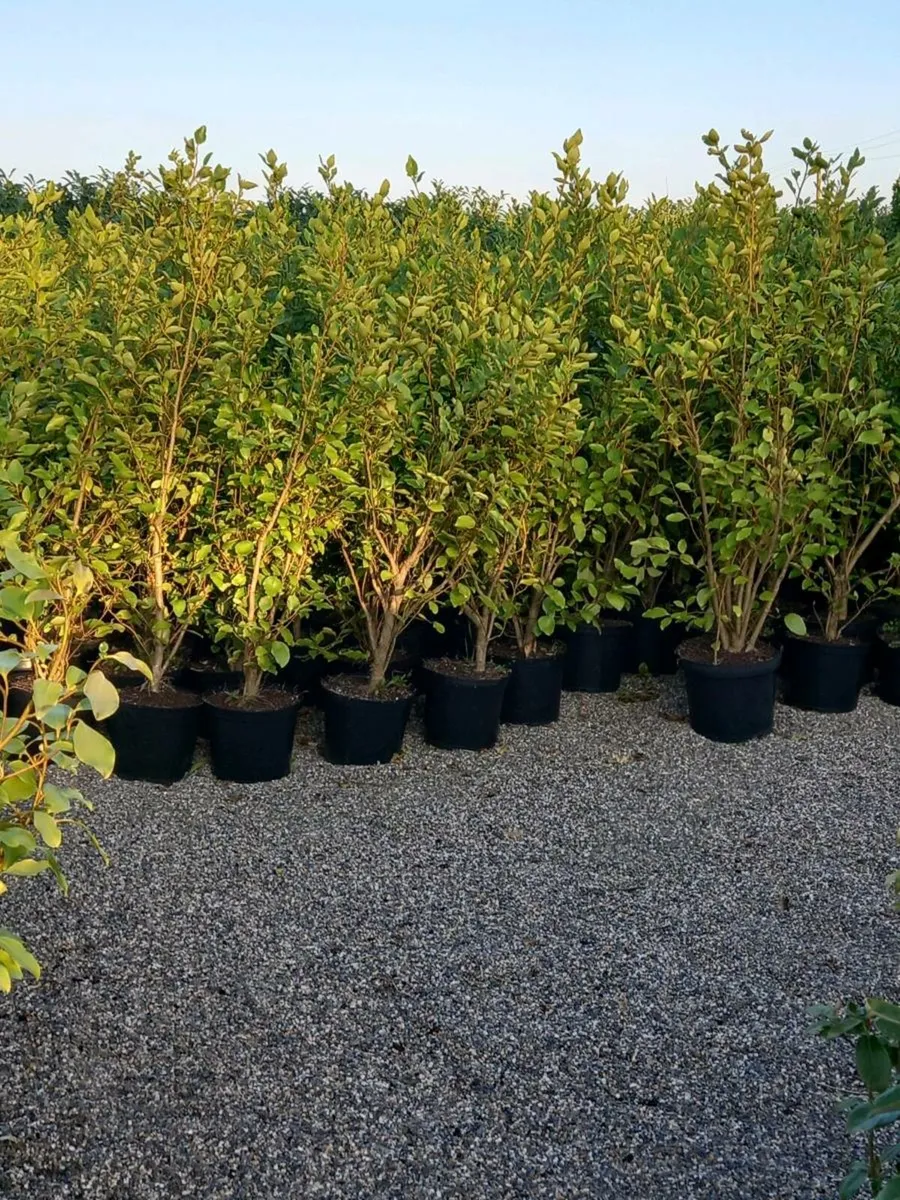 Hedging plants - Image 3