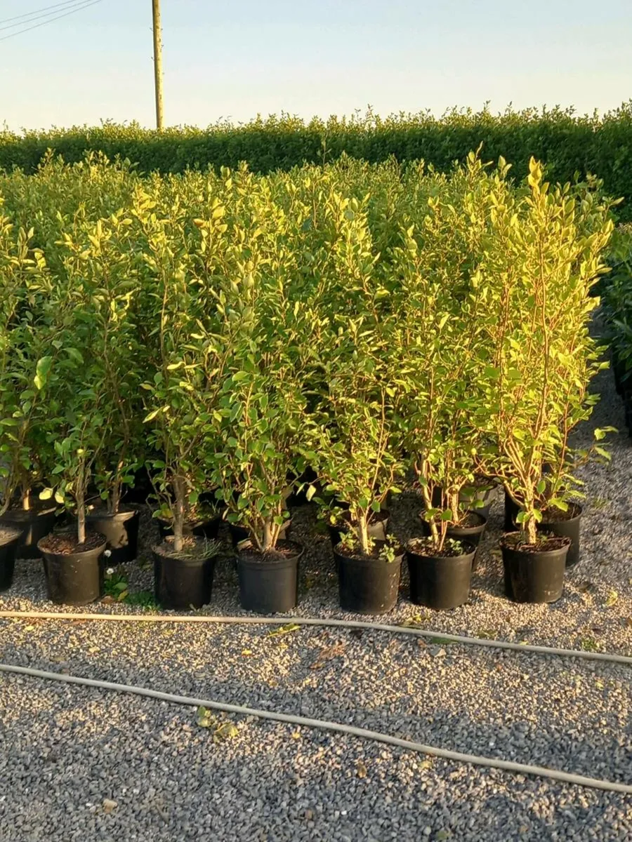 Hedging plants - Image 4