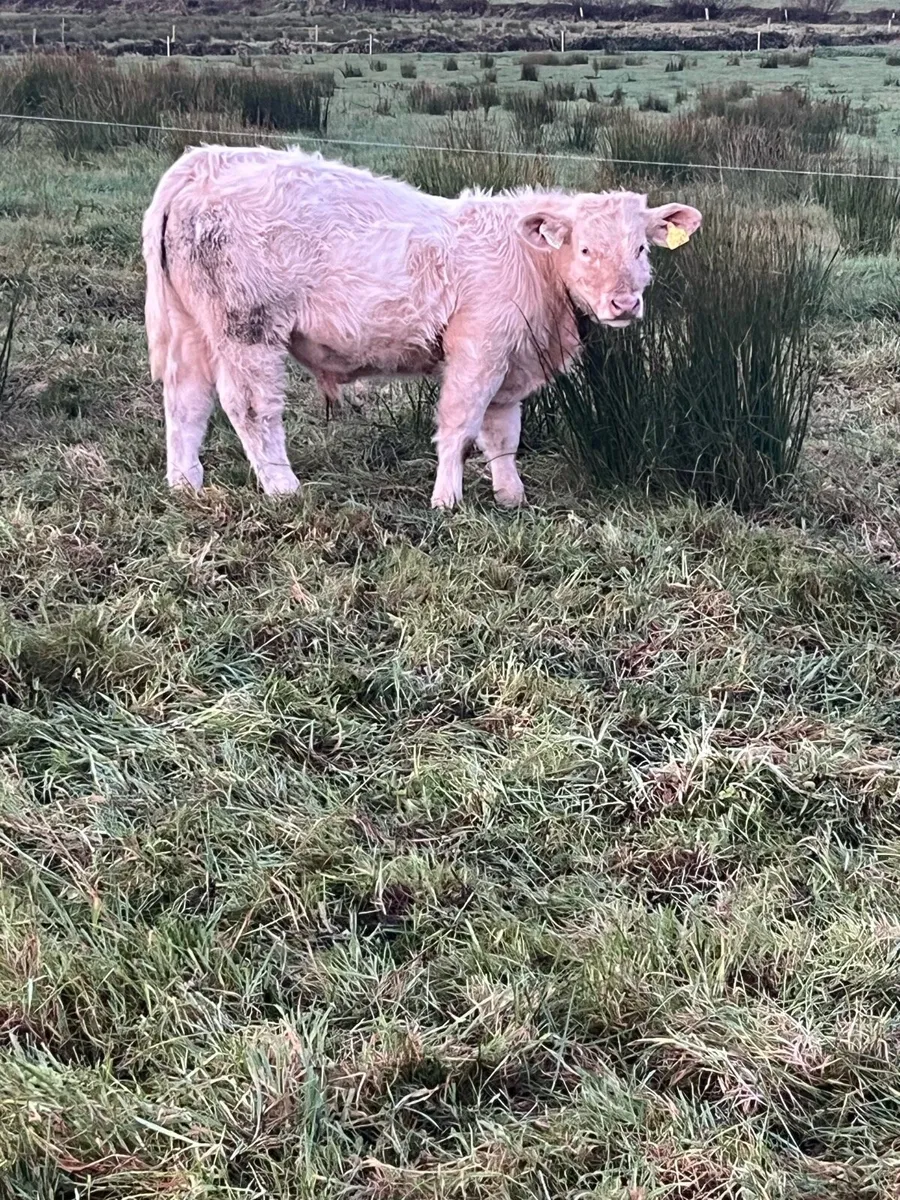 Purebred registered Charolais bull weanlings - Image 1