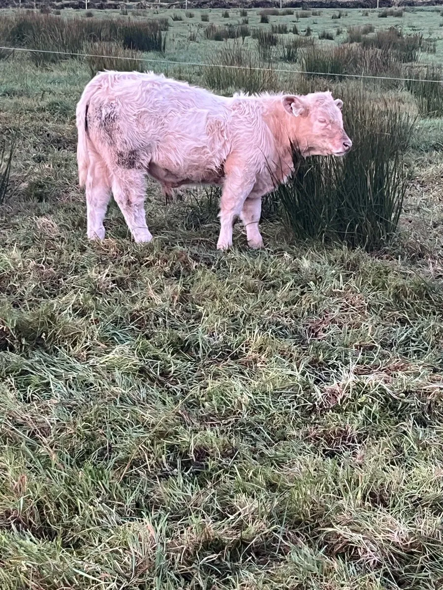 Purebred registered Charolais bull weanlings - Image 3