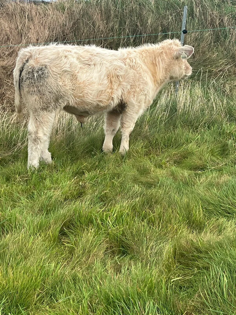 Purebred registered Charolais bull weanlings - Image 4