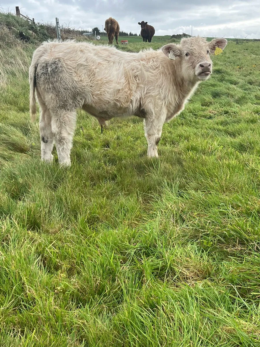 Purebred registered Charolais bull weanlings - Image 2