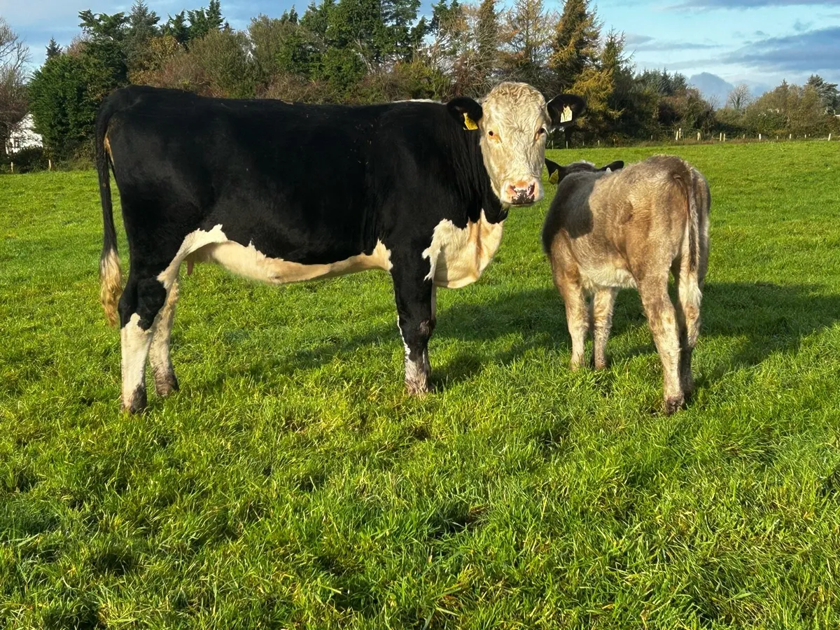 5 Star Cow & 5 Star Heifer Calf - Image 3