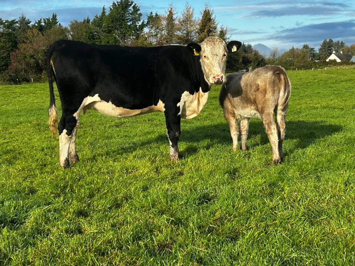 5 Star Cow & 5 Star Heifer Calf - Image 4