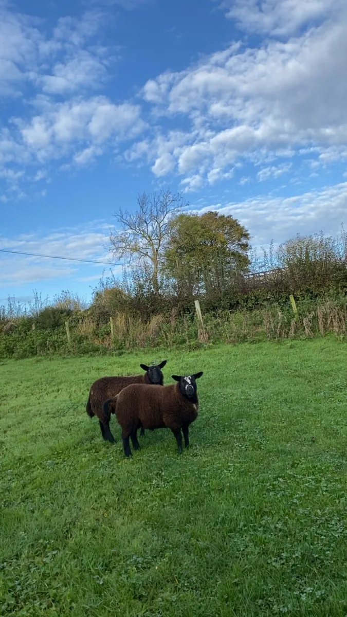 Dutch spotted x ewe lambs - Image 1