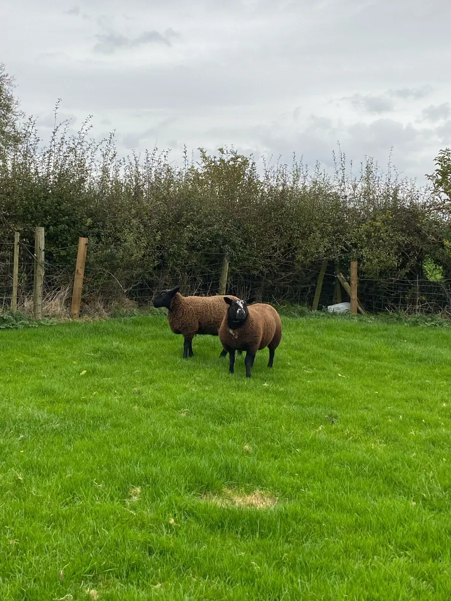 Dutch spotted x ewe lambs - Image 2