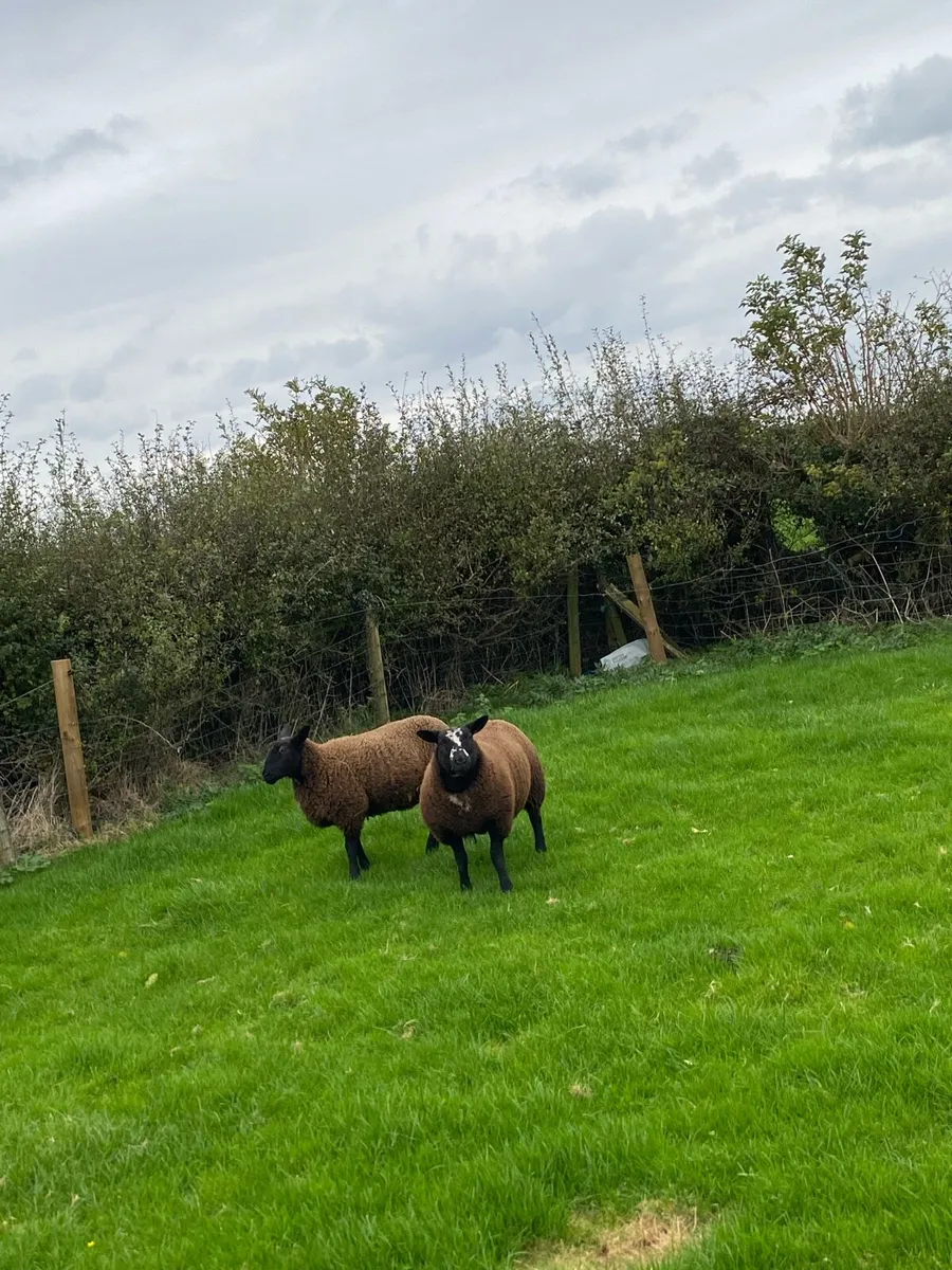 Dutch spotted x ewe lambs - Image 3