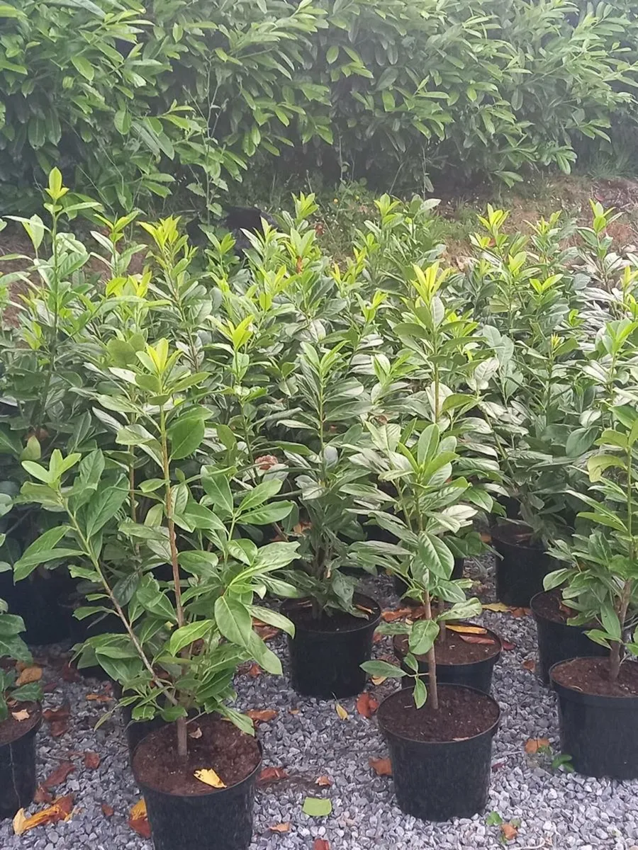 Hedging plants - Image 4