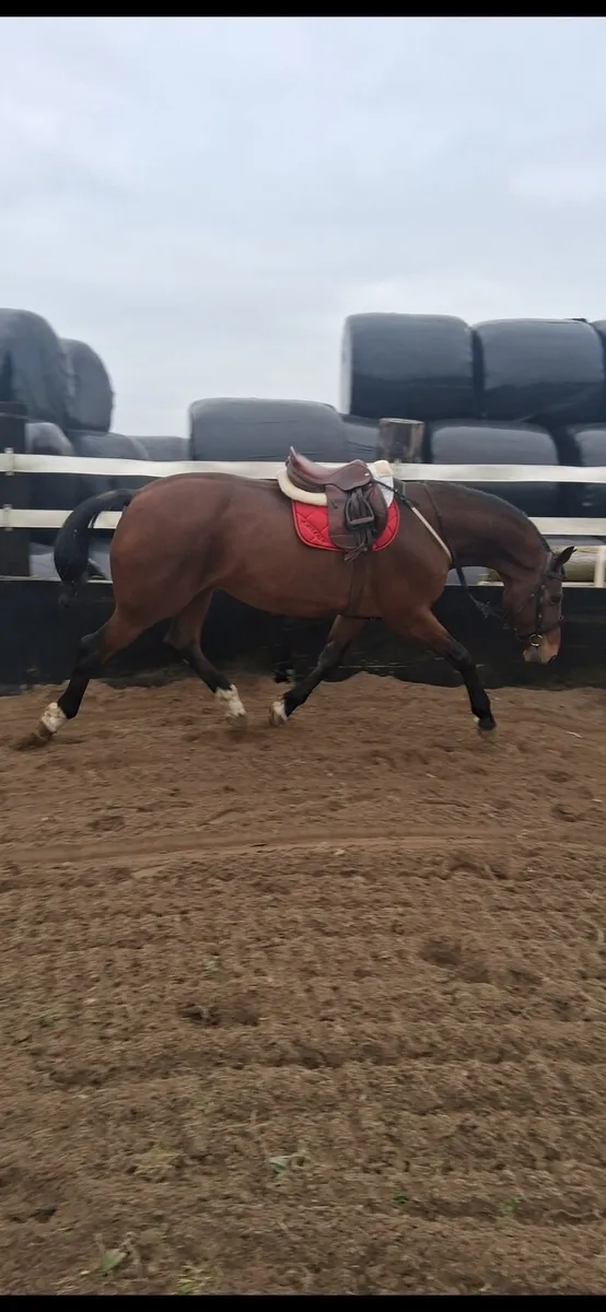 *** dual purpose jumper/hunter *** - Image 1