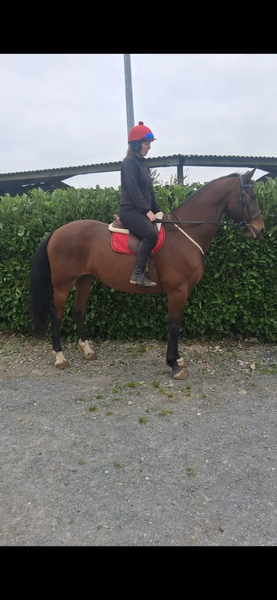 *** dual purpose jumper/hunter *** - Image 2
