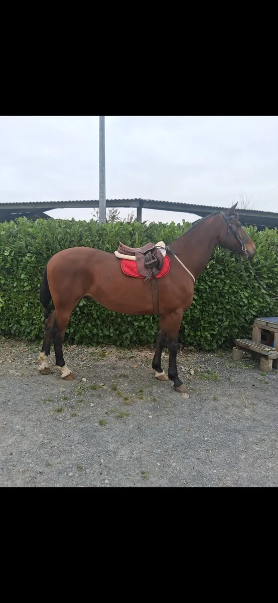 *** dual purpose jumper/hunter *** - Image 3