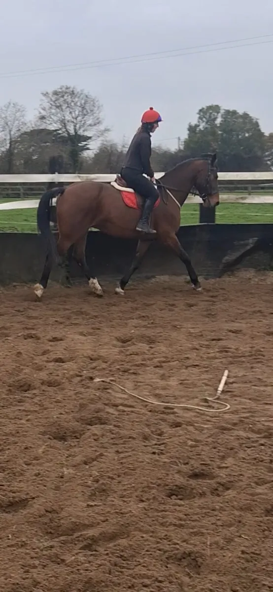 *** dual purpose jumper/hunter *** - Image 4