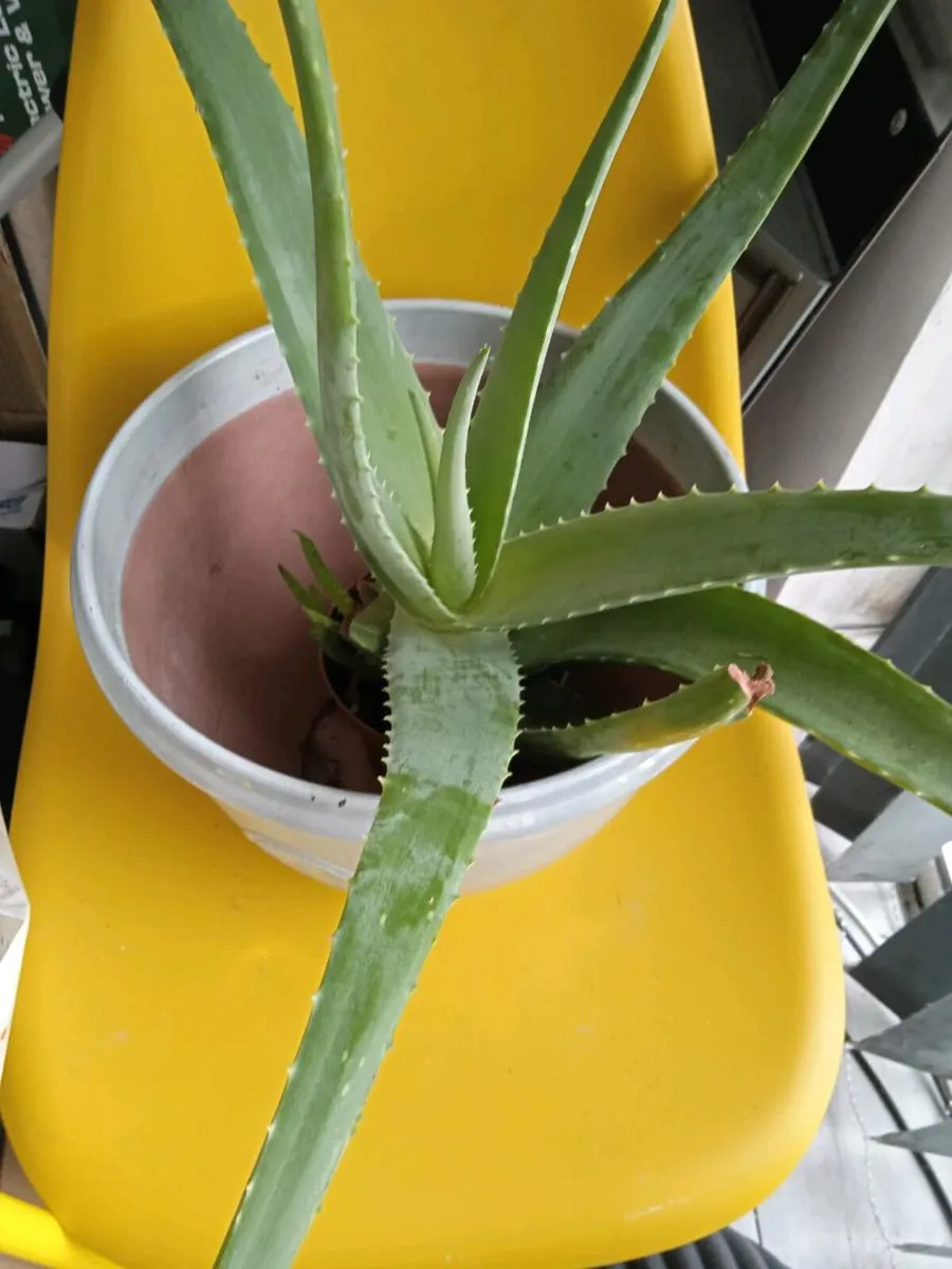 Plant - Image 1