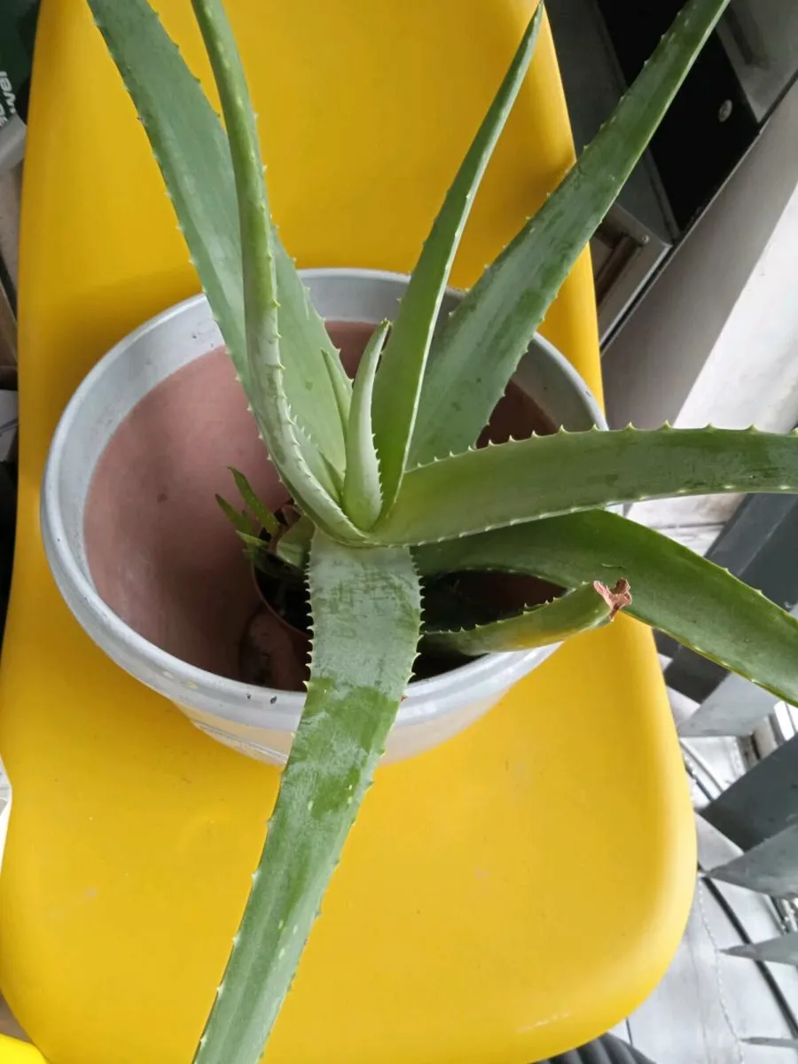 Plant - Image 2