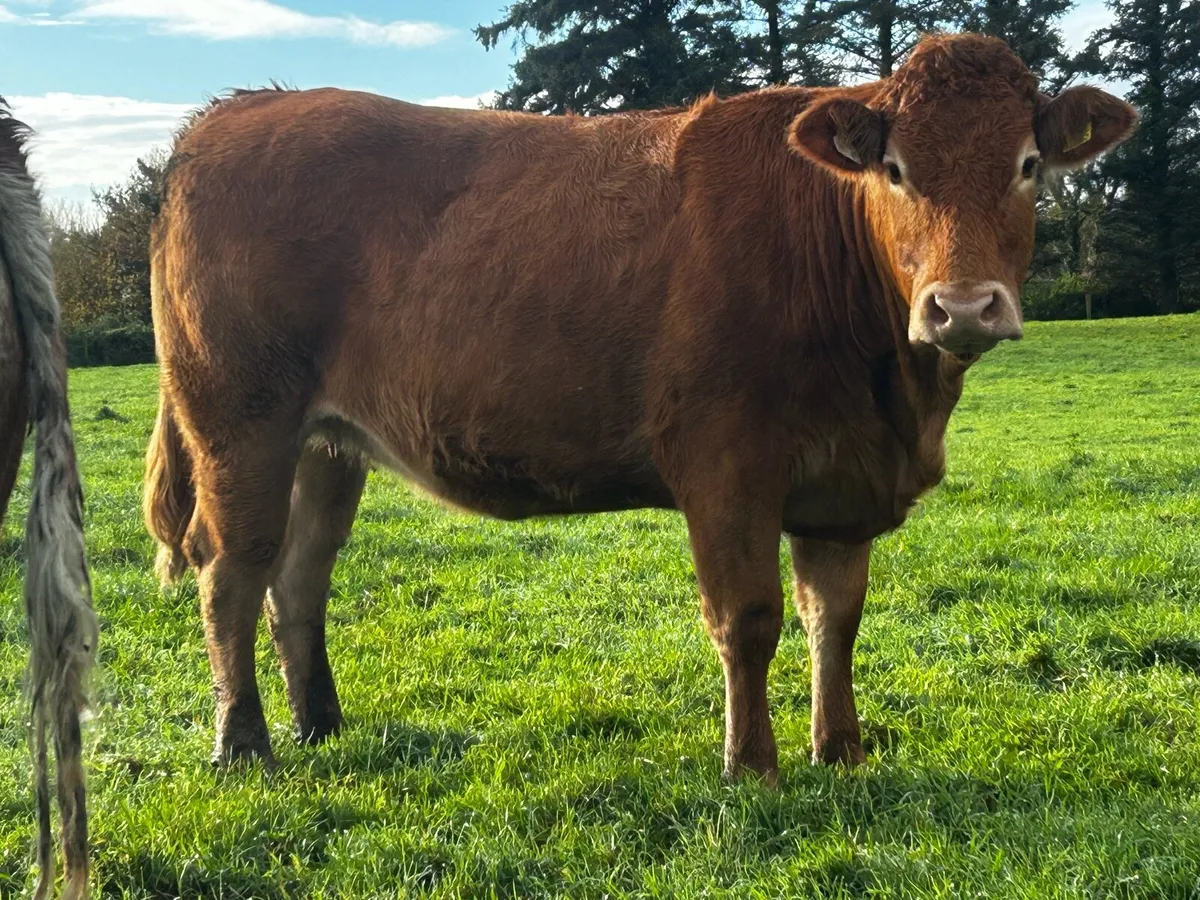 In-Calf Limousin Heifer Due March To LM7416 - Image 1