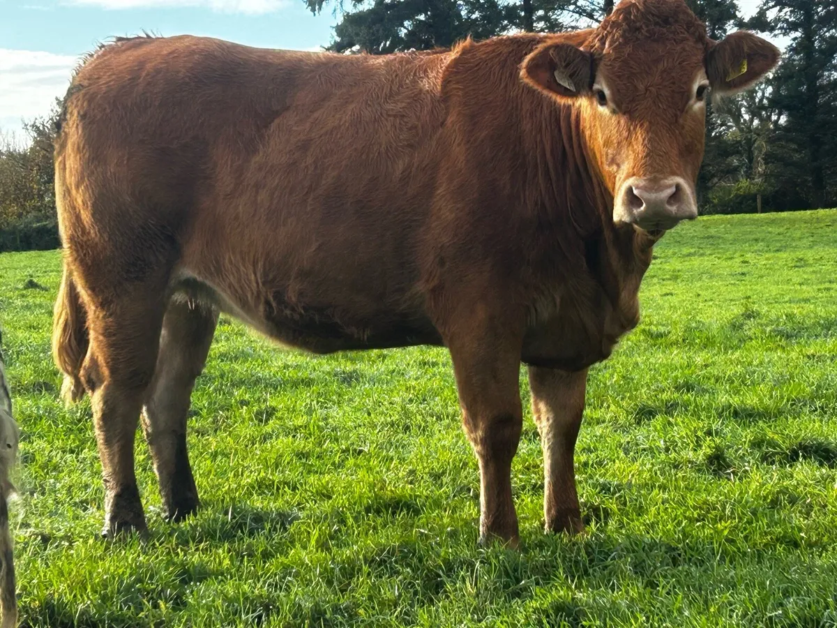 In-Calf Limousin Heifer Due March To LM7416 - Image 2