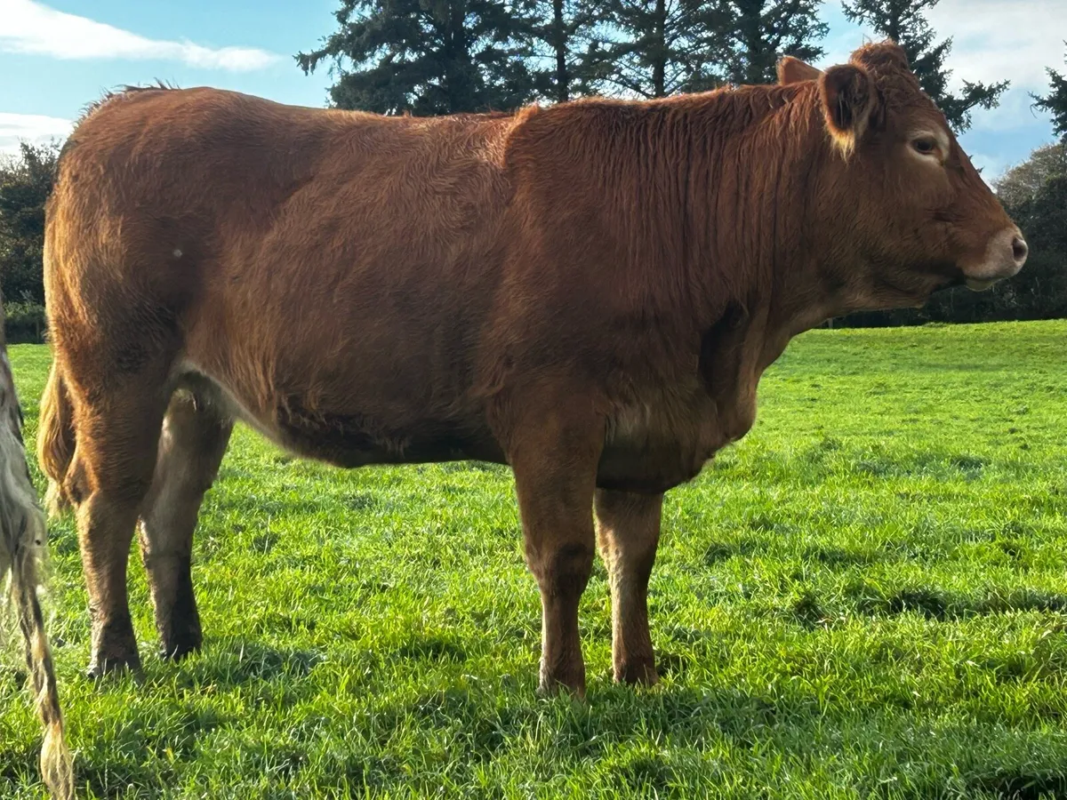 In-Calf Limousin Heifer Due March To LM7416 - Image 3