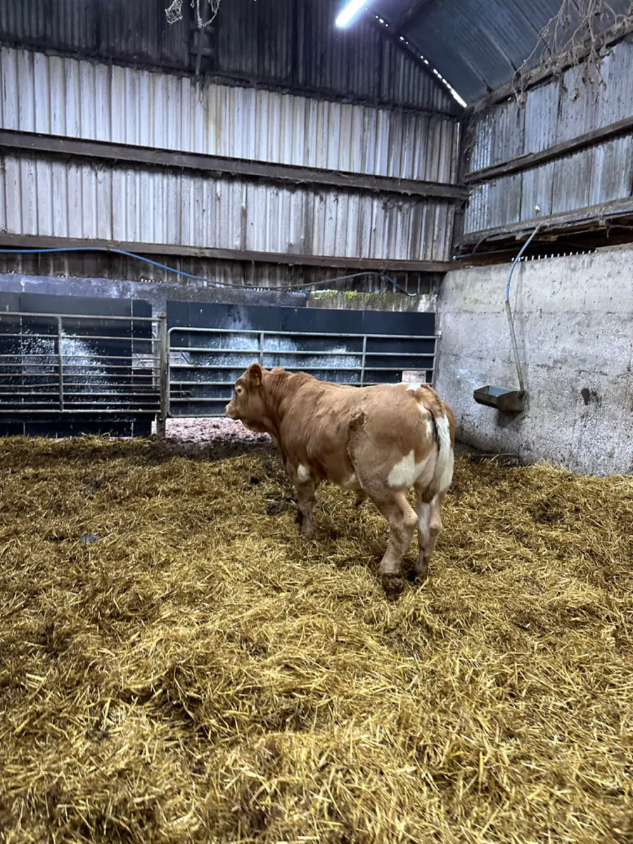 Charolais bulls - Image 1