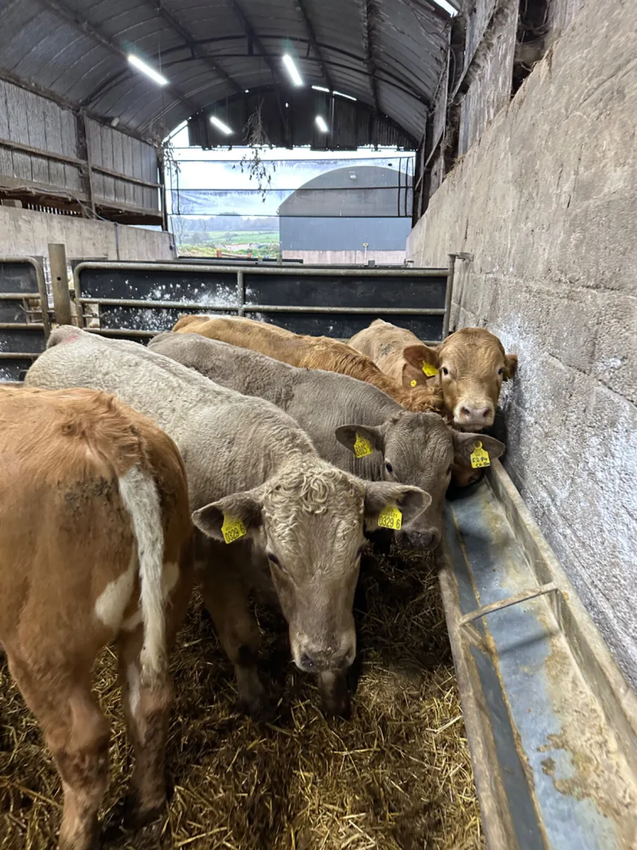 Charolais bulls - Image 4
