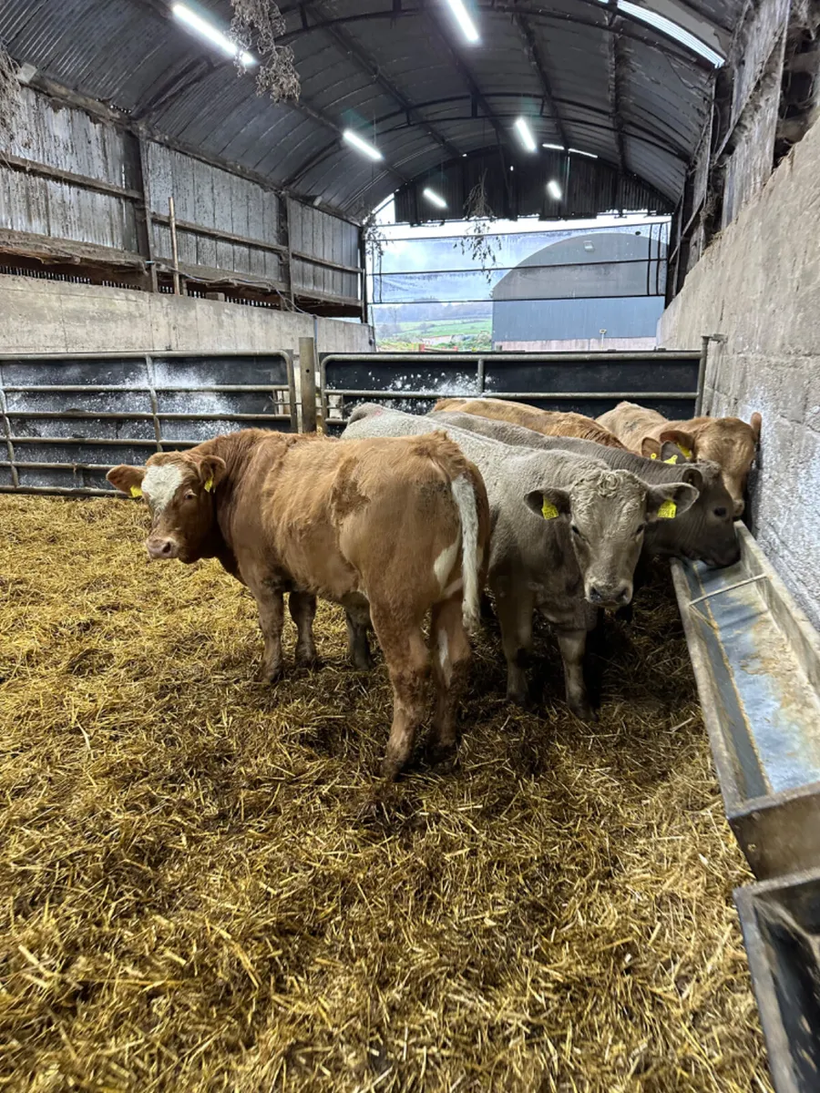 Charolais bulls - Image 2