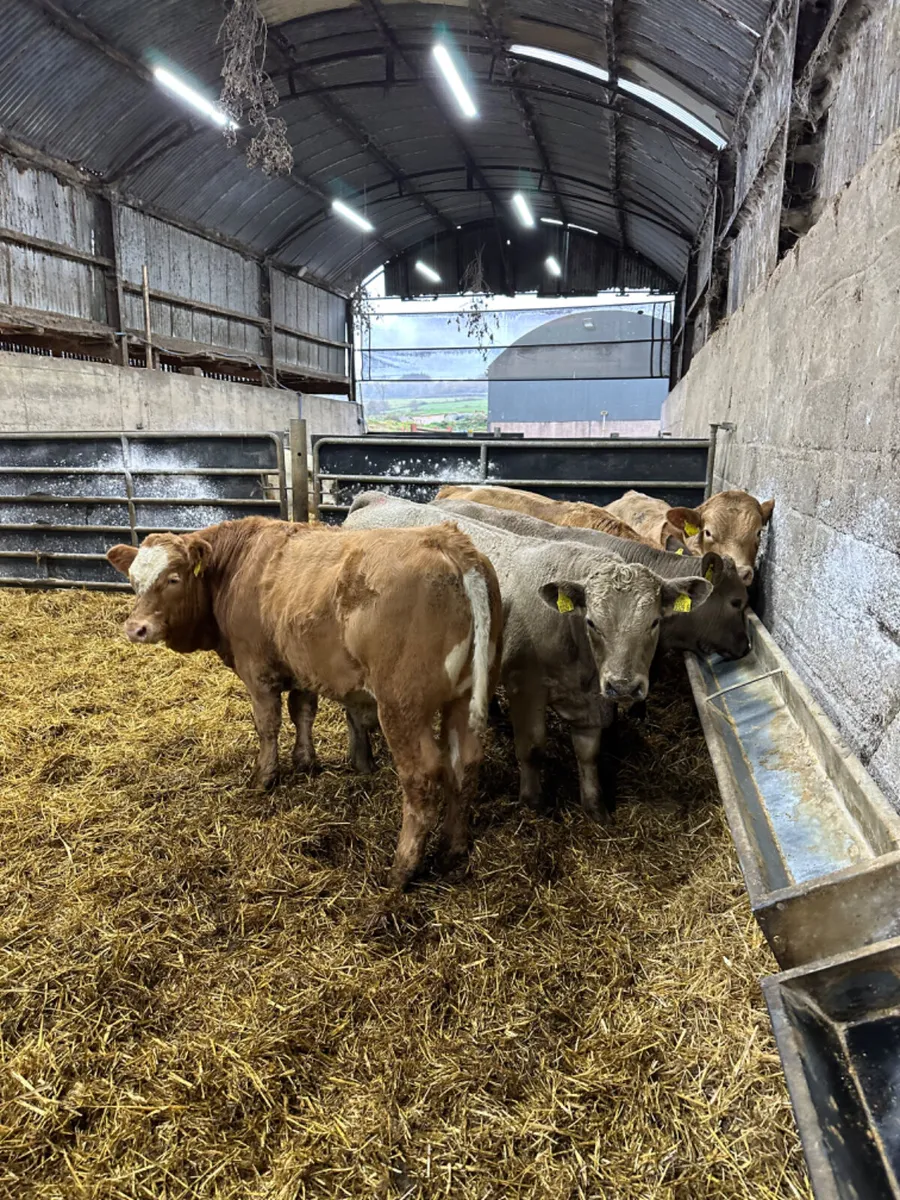 Charolais bulls - Image 3